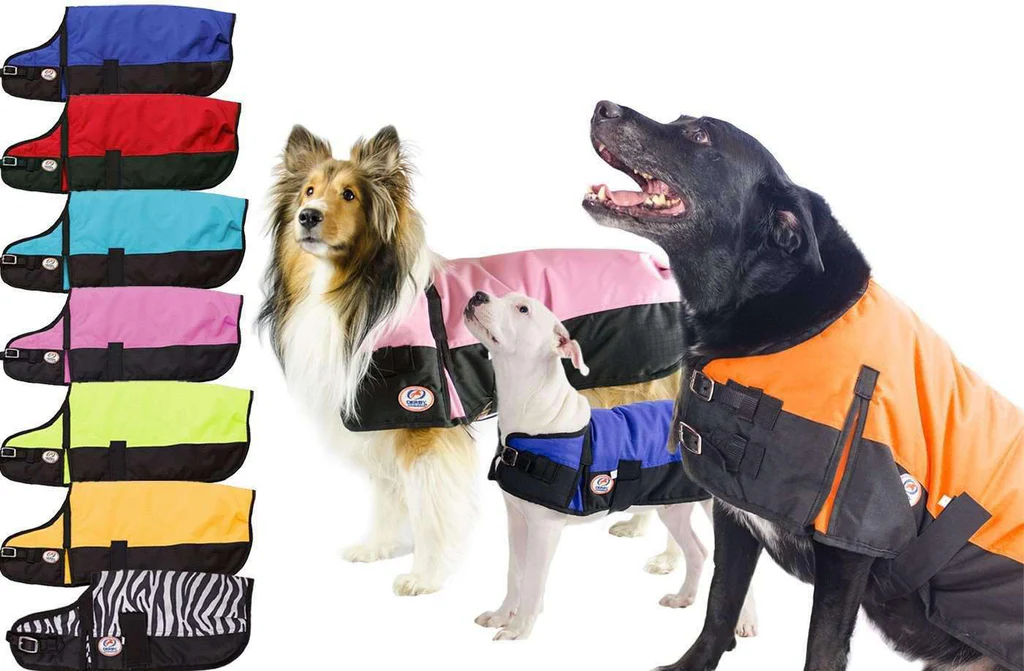 What is a Pony Turnout Blanket and Why Does Your Pony Need One? by