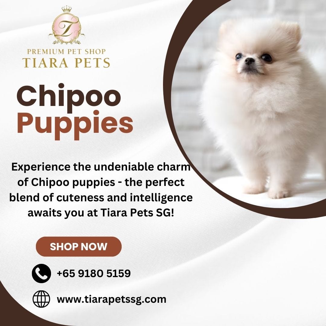 Pet Shop in Joo Chiat Katong Singapore Tiarapetssg Medium