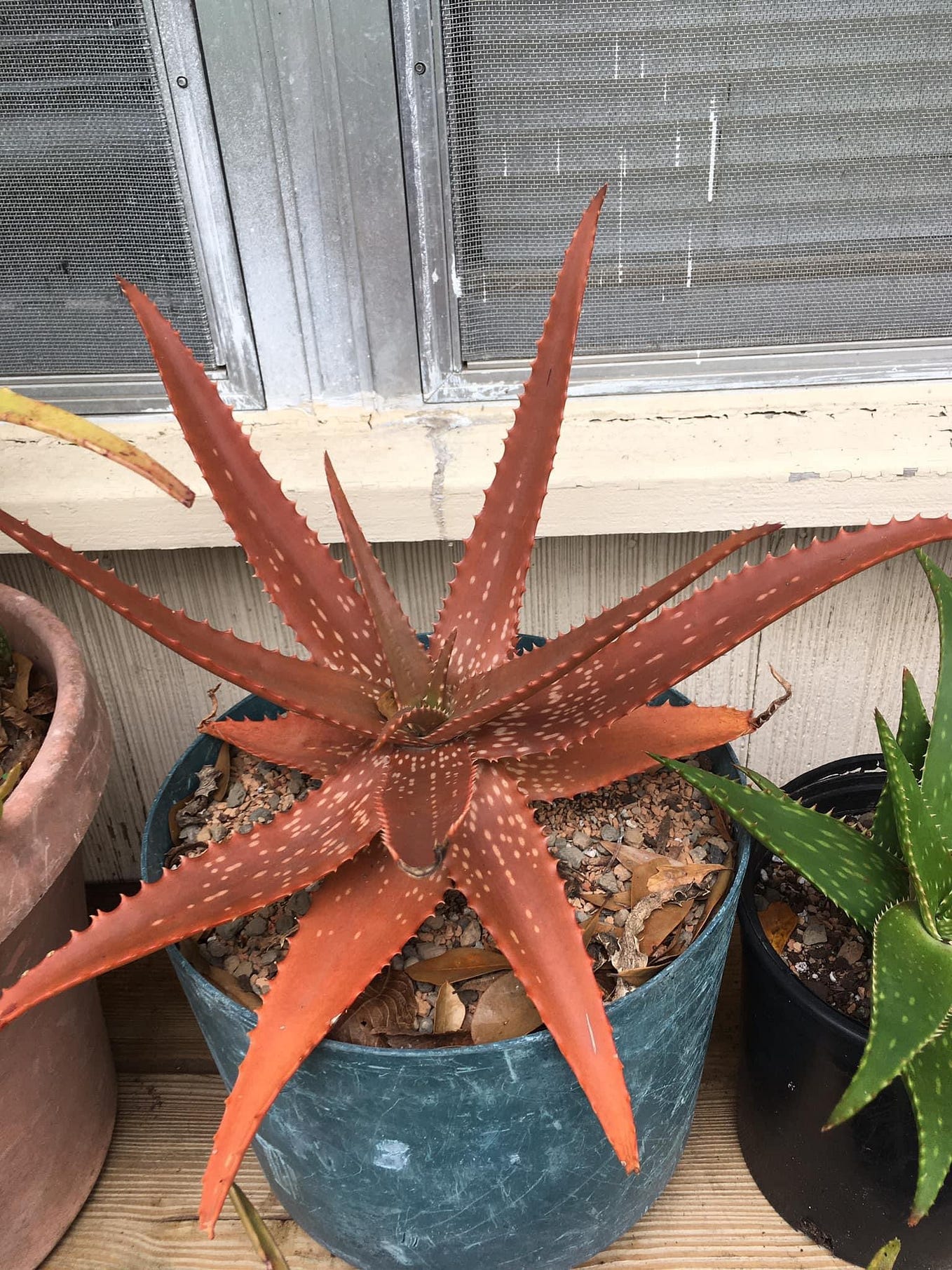Can Aloe Vera Survive Cold Weather: Essential Tips to Protect It