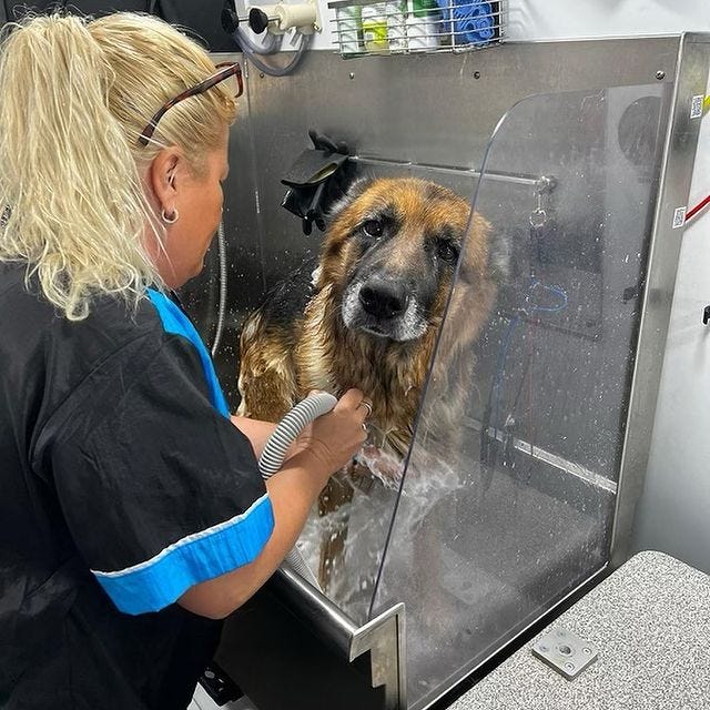 How Frequently Should I Wash My Dog? by Fluffy Pet Wash Medium