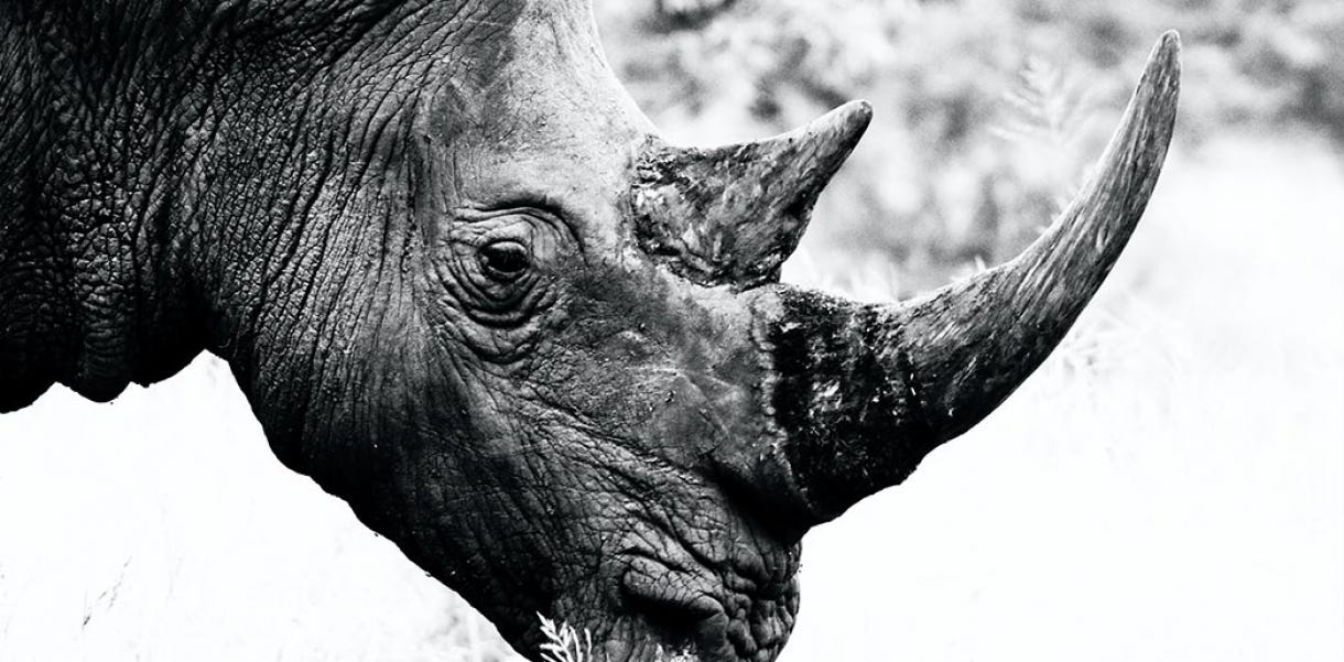 The grey rhino came. How one animal analogy sheds light on…, by The Index  Project