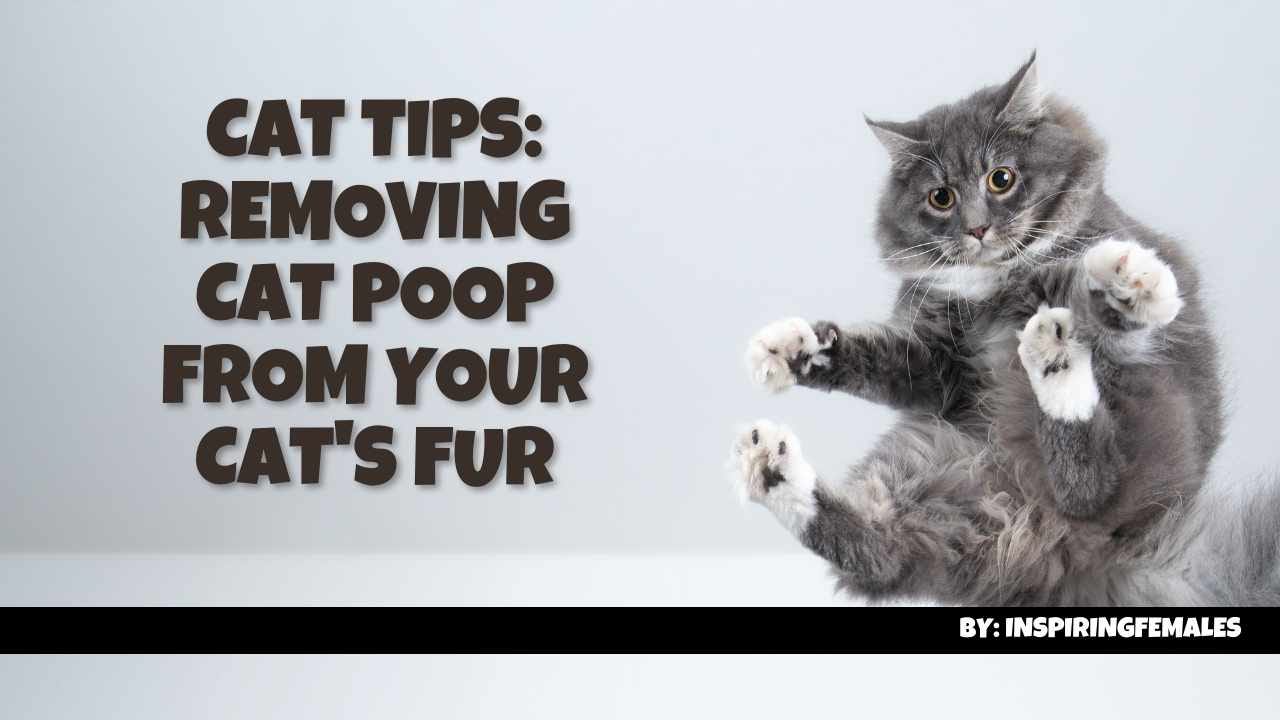 Removing Cat Poop from Your Cat's Fur: Tips for Both Long-Haired & Short-Haired  Cats | by Inspiringfemales | Medium