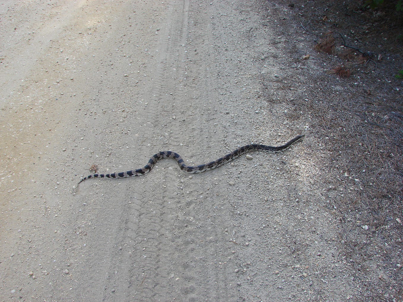 Water Moccasin Nest Underwater