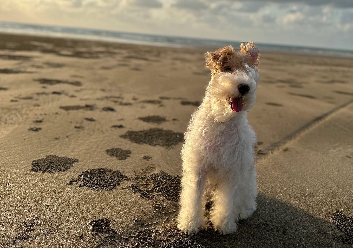 Wire fox terrier store shedding