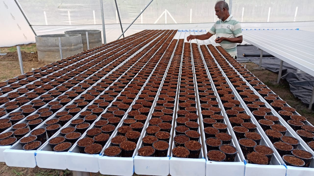 The Benefits and Risks of Hydroponics Investment in Hyderabad Is it