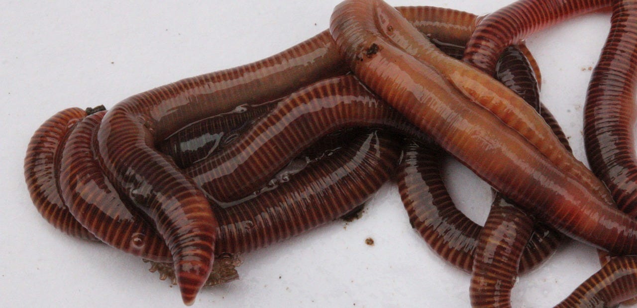 Your next quarantine activity? The ancient art of Worm Charming