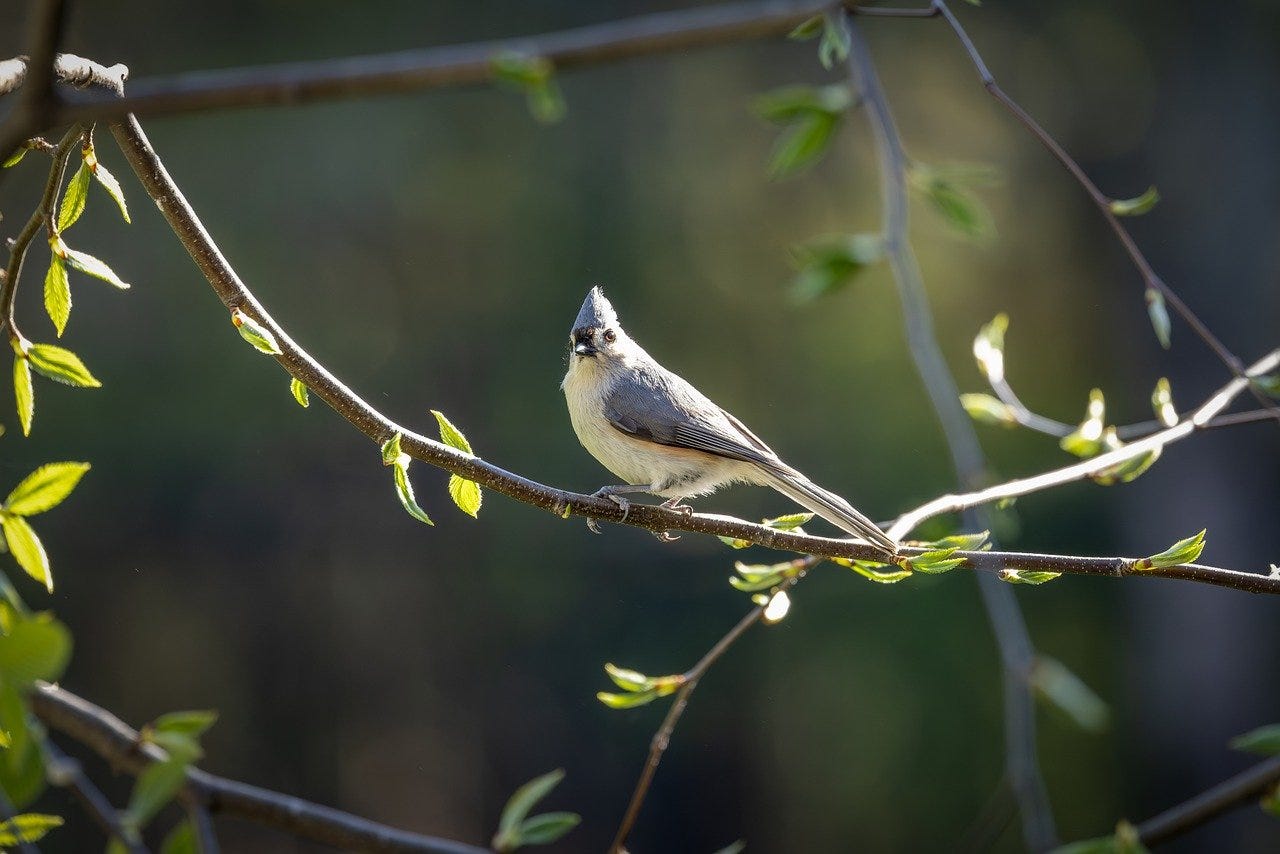 In the Leafy Treetops the Birds Sing Good Morning