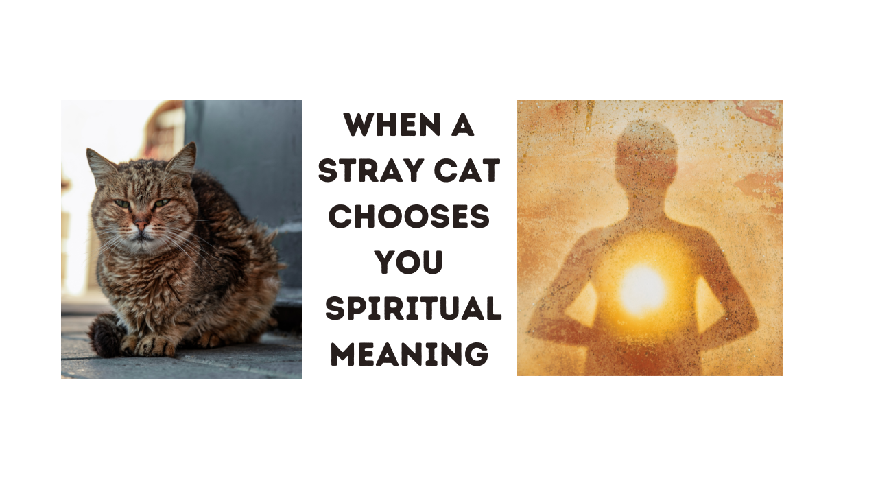 When a Stray Cat Chooses You Spiritual Meaning Daily Spiritual Guide