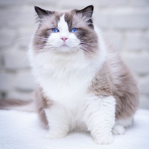 Why Ragdoll Cats Eat Grass?. Let me intruduce myself — I’m Kiki… | by ...