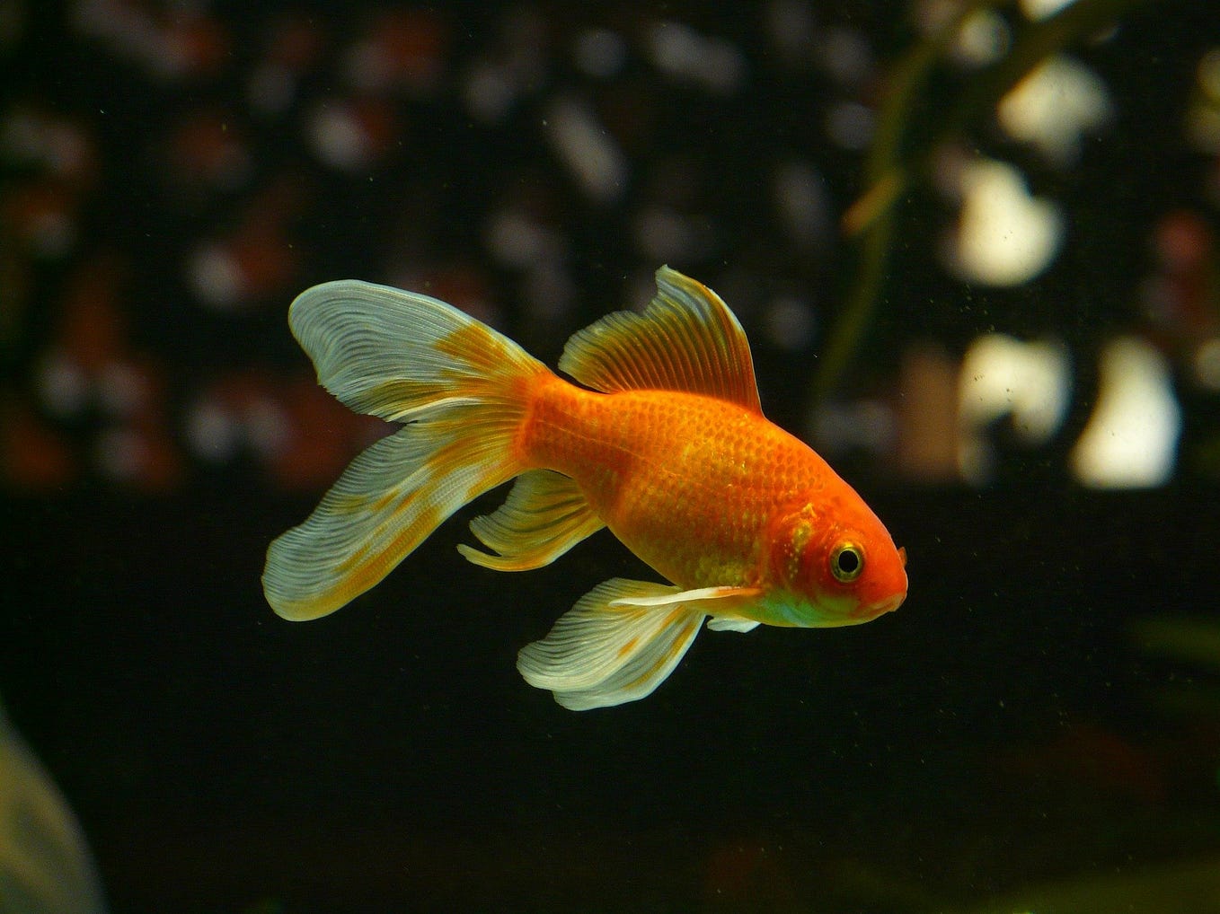 Pet goldfish in an aquarium