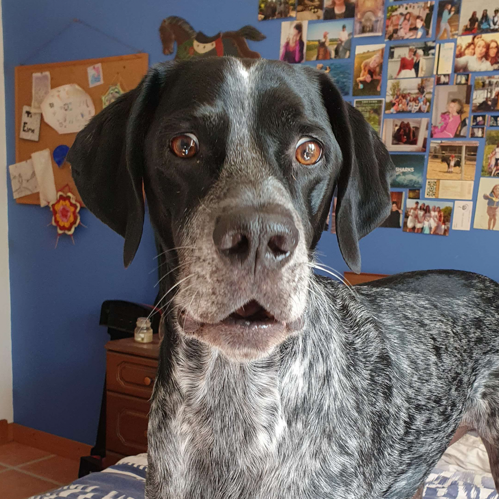 Photo of a German Shorthaired Pointer looking horrified.