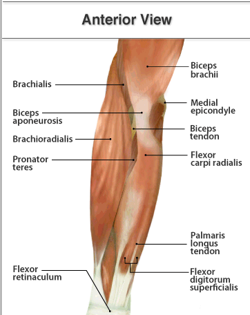 How Do I Cure Tennis Elbow -What You Can Do! | by DisuppoSport | Medium