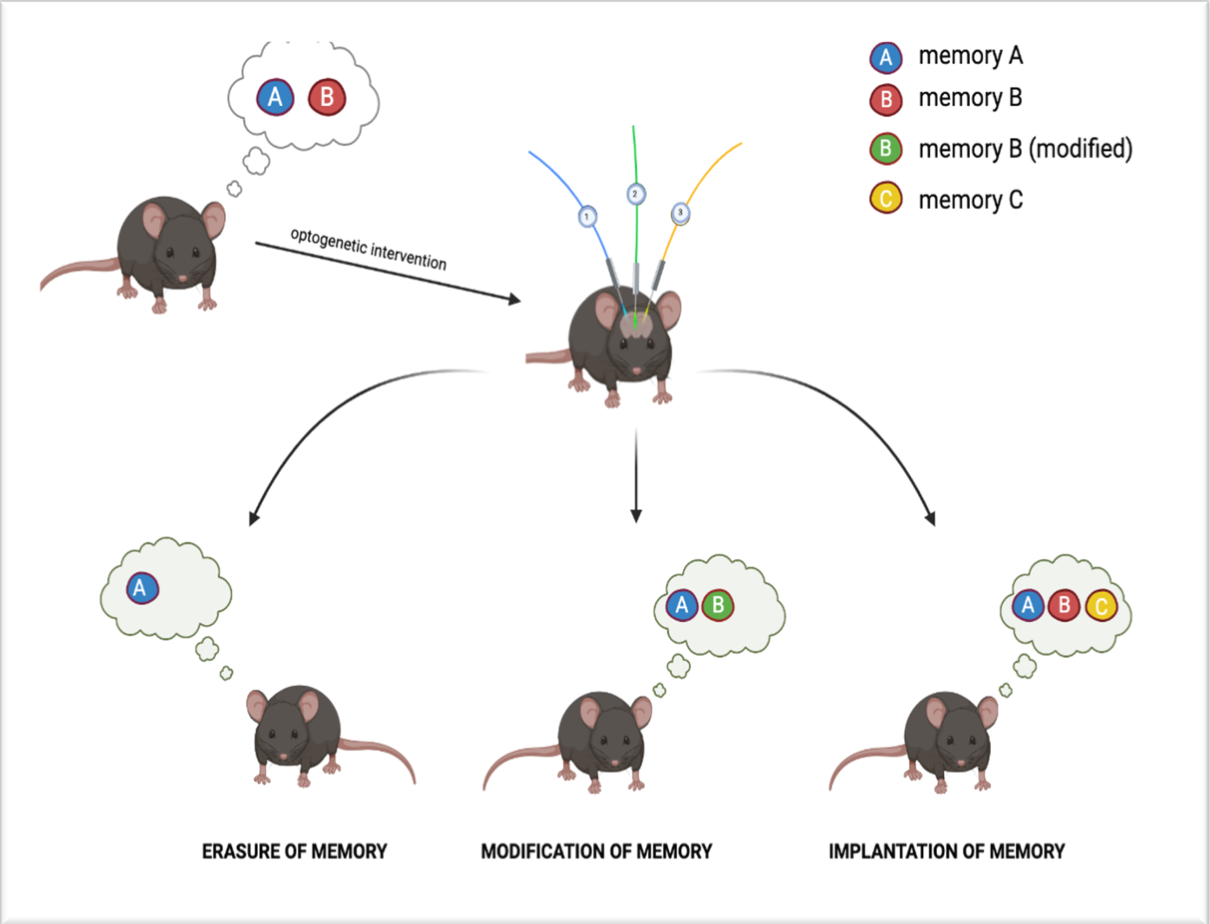 Electrical recording during optogenetic inhibition of