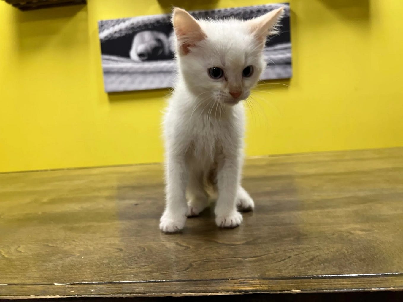 Maine Coon Kittens for Sale Near You — Westchester Puppies & Kittens