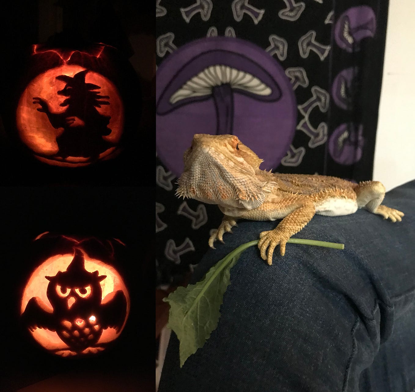 Why so angry?. And do beardies like other reptiles? by Roger the