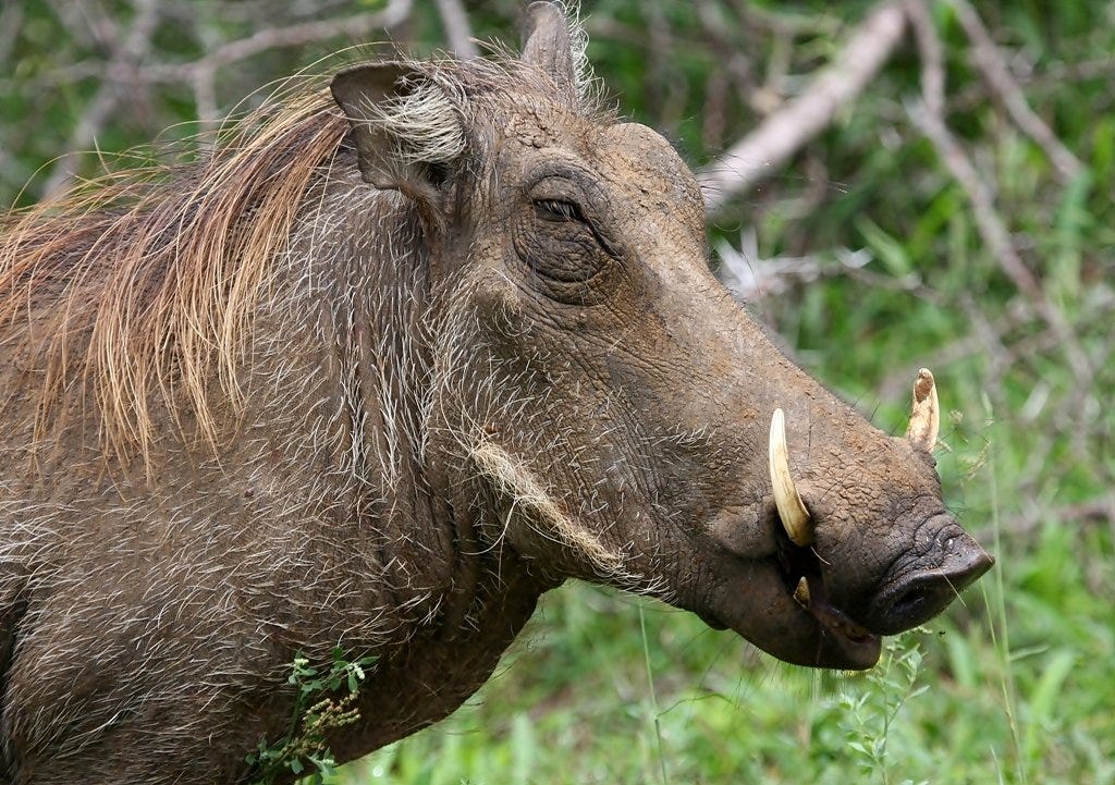 Writing a simple transpiler in JavaScript | by Stephen Leigh | The ...