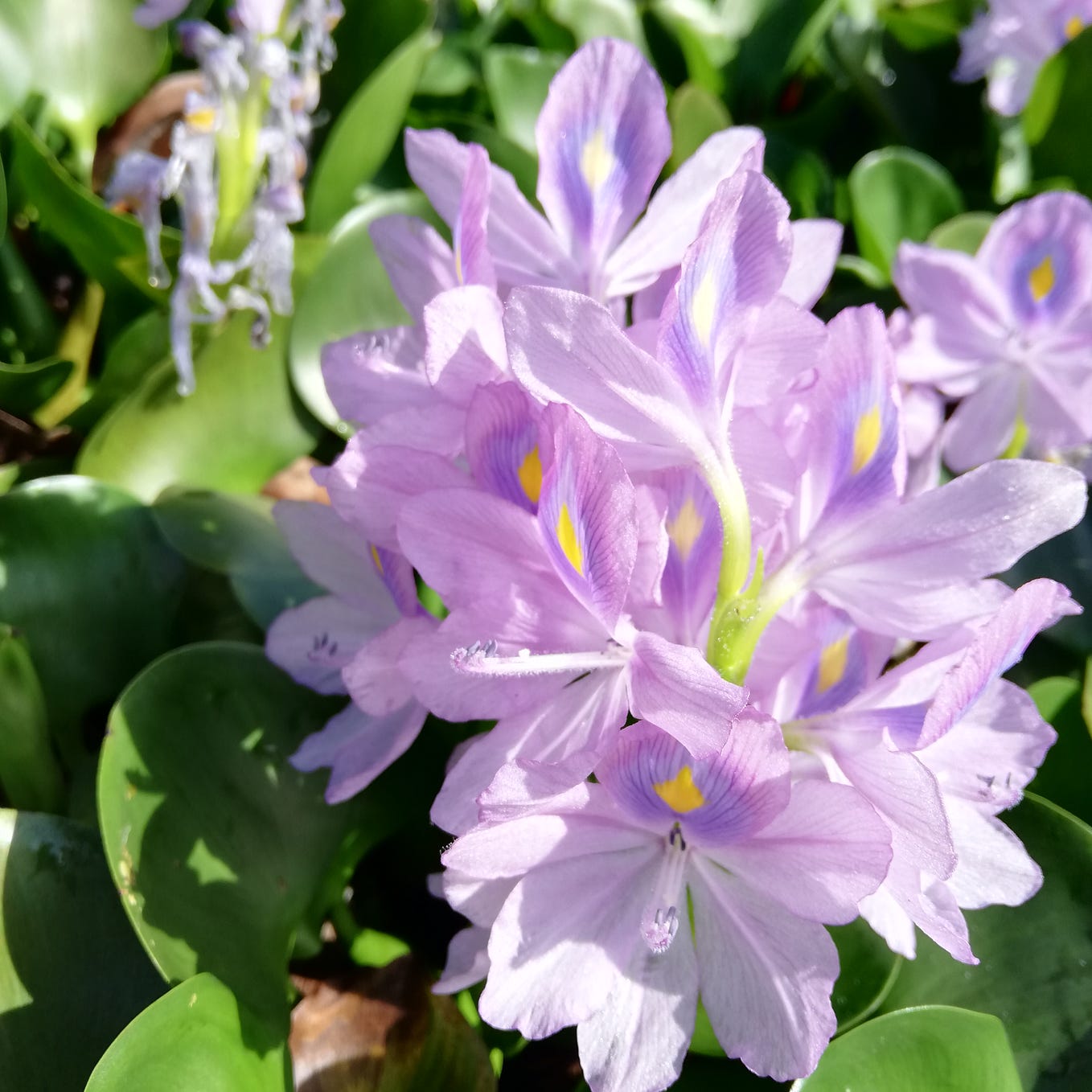 Kiara is evolving like my bananas. It's green one day and then yellow