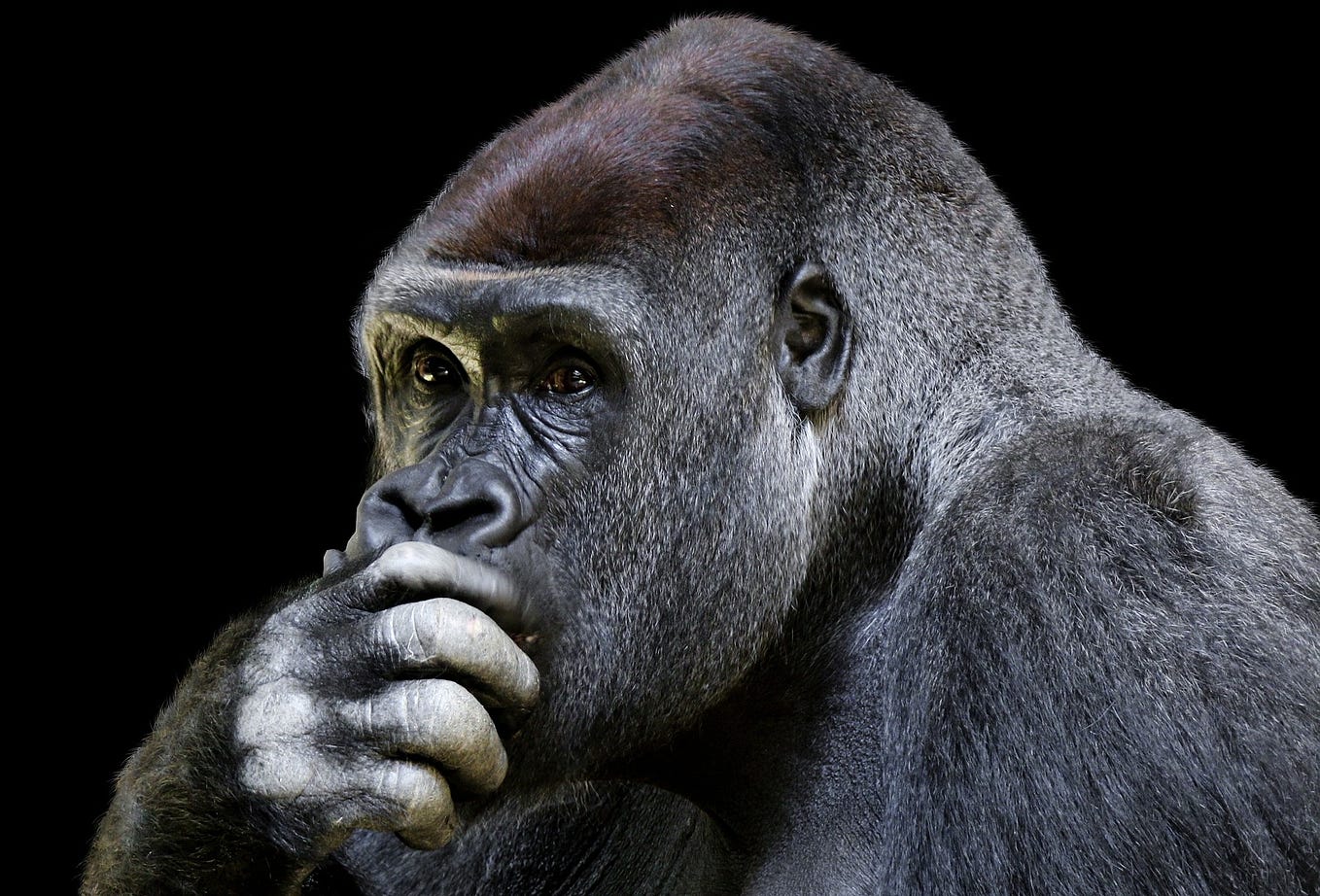 The Benefits of Eating Bugs. It would help you, it would help the… | by ...