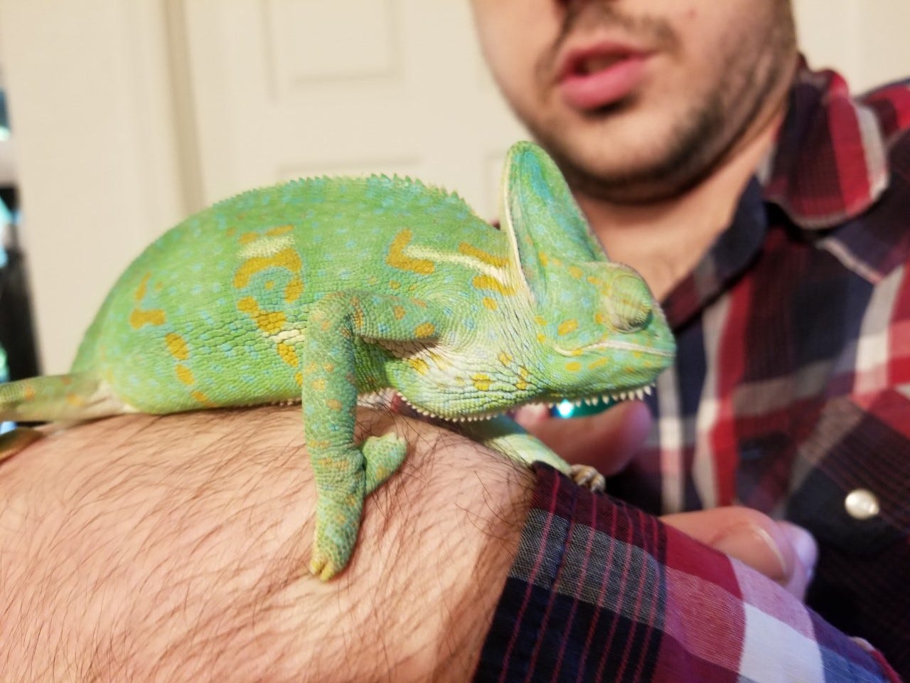 Why Does My Chameleon Poop Every Time He Sees Me? The Surprising Reason ...