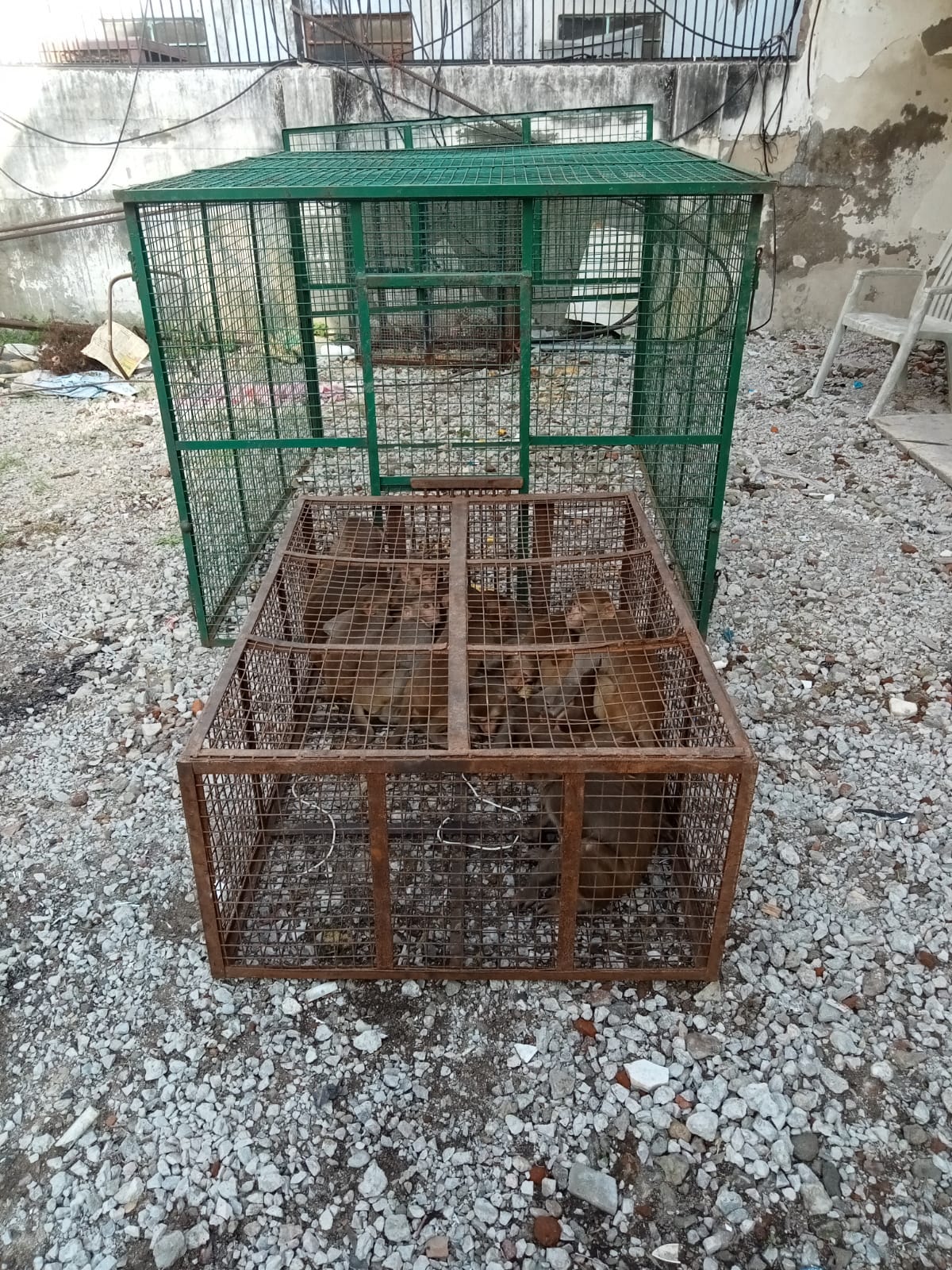 monkey catcher in jaipur. If you search the monkey catcher near… | by