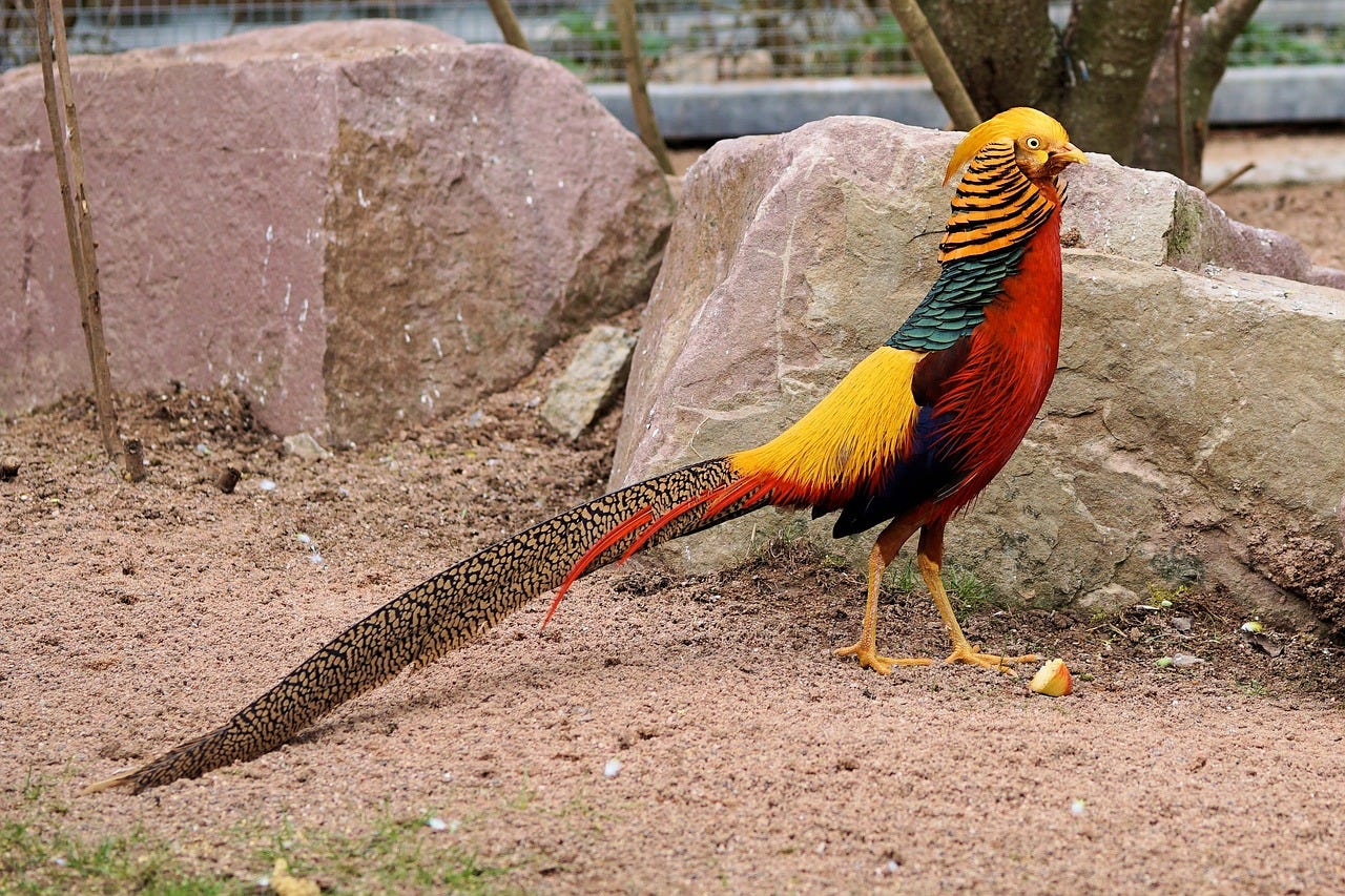 Golden Pheasant - Facts, Diet, Habitat & Pictures on