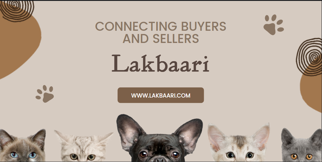 How to Sell Goats Online A Simple Guide to Success on Lakbaari by