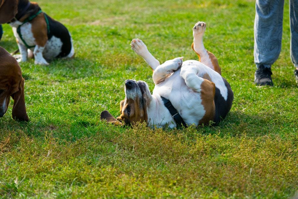 How To Stop Your Dog From Humping - Love Of A Pet - Medium