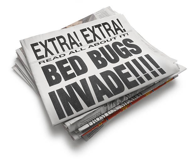 Bed Bug Spiritual Meaning Top 4 Most Common Meanings Explained