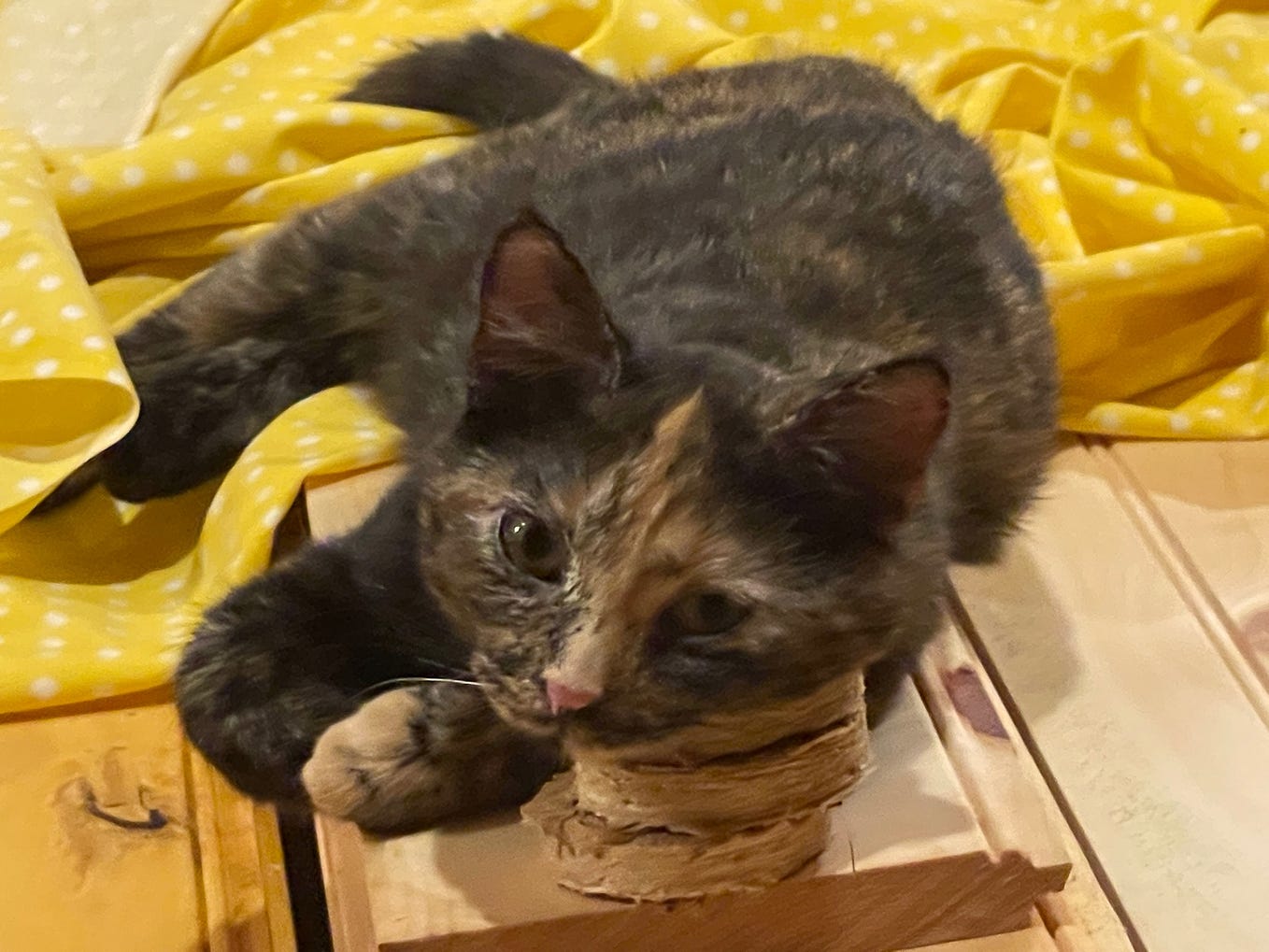 Why have I not heard of this tomato???? Geesh. Coyote Susan Medium