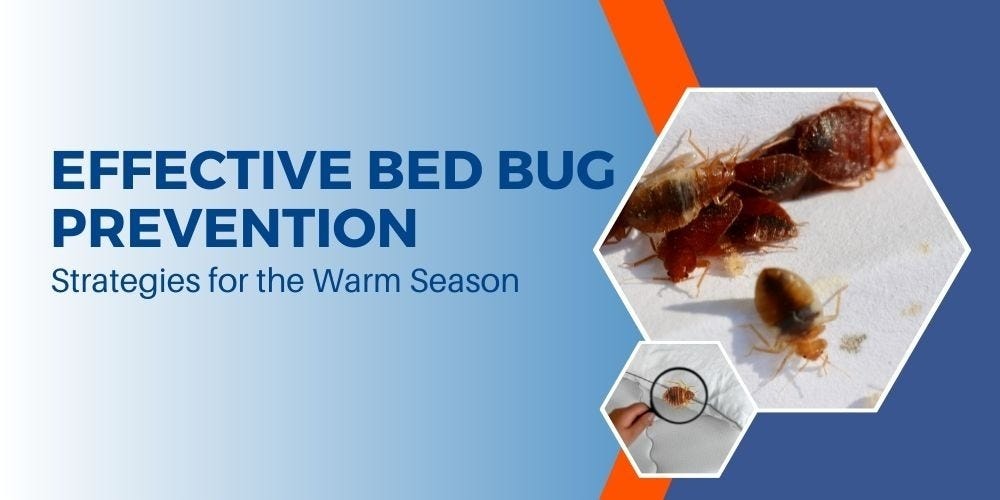 Effective Strategies to Combat Home Infestation from Bed Bugs | by ...