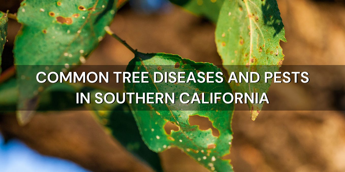 Common Tree Diseases and Pests in Southern California Identification