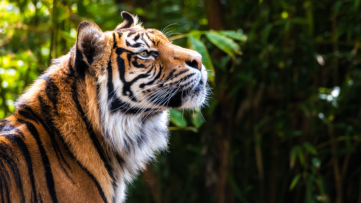 Tech for tigers: WWF and Intel test AI technology for monitoring wild tigers in China