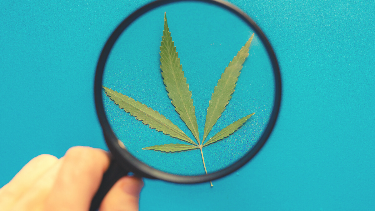 A hand holds a magnifying glass inspecting a hemp lead.