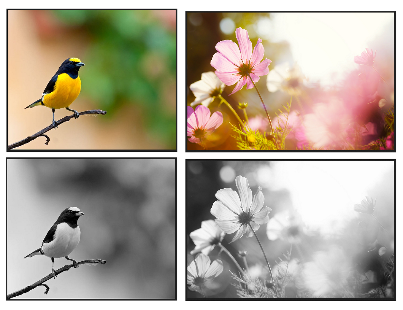 Highlighting a Specific Word in an Input Image Using Python | by SriRam ...