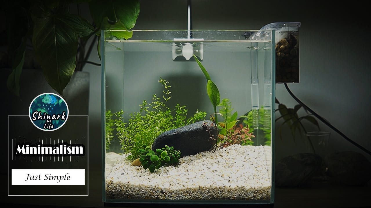 Minimalist nano aquascape fish tank setup low tech low budget for