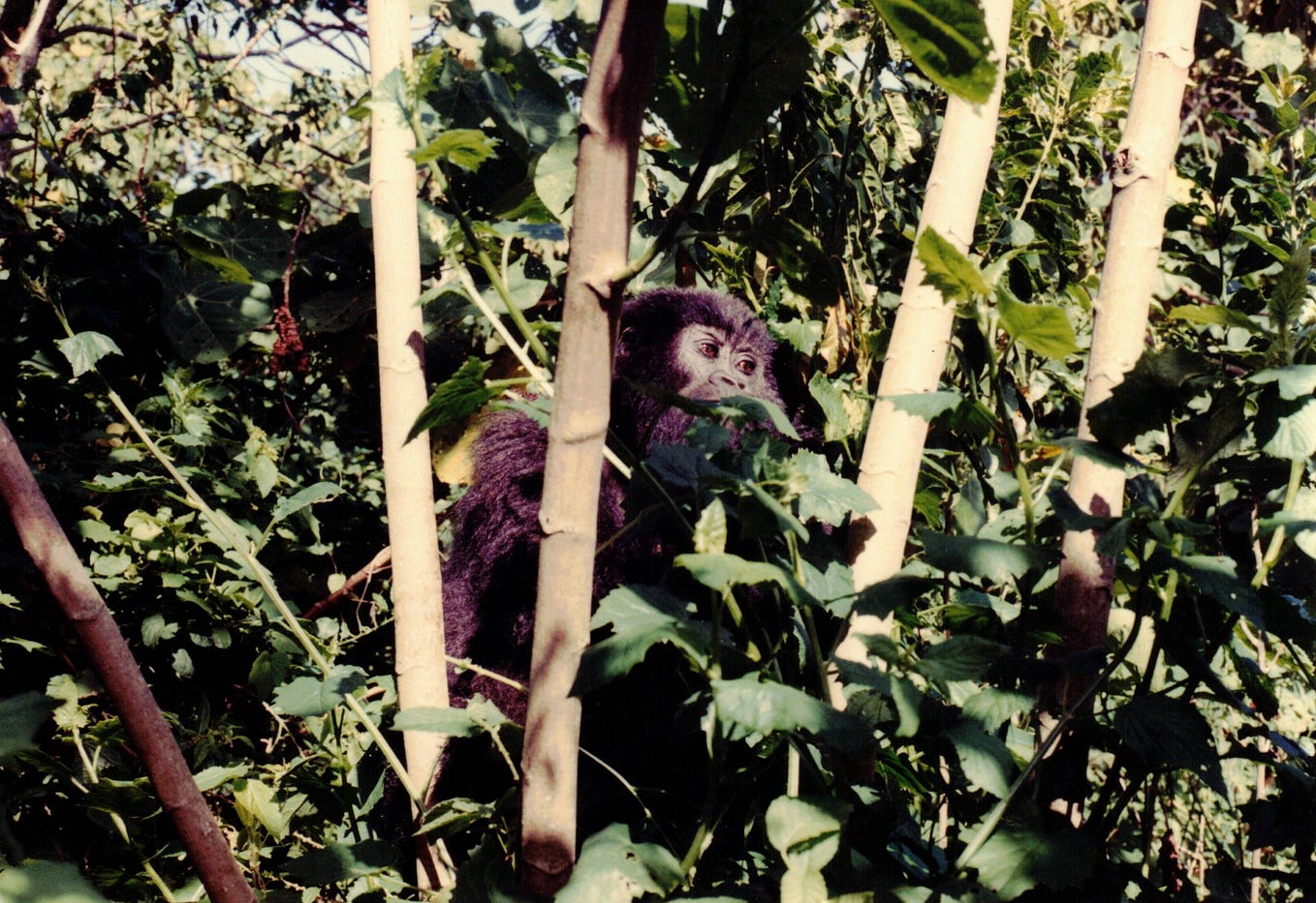 Sitting with Mountain Gorillas