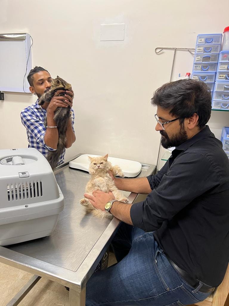 Animal Hospital in Karachi Petscarencure Medium