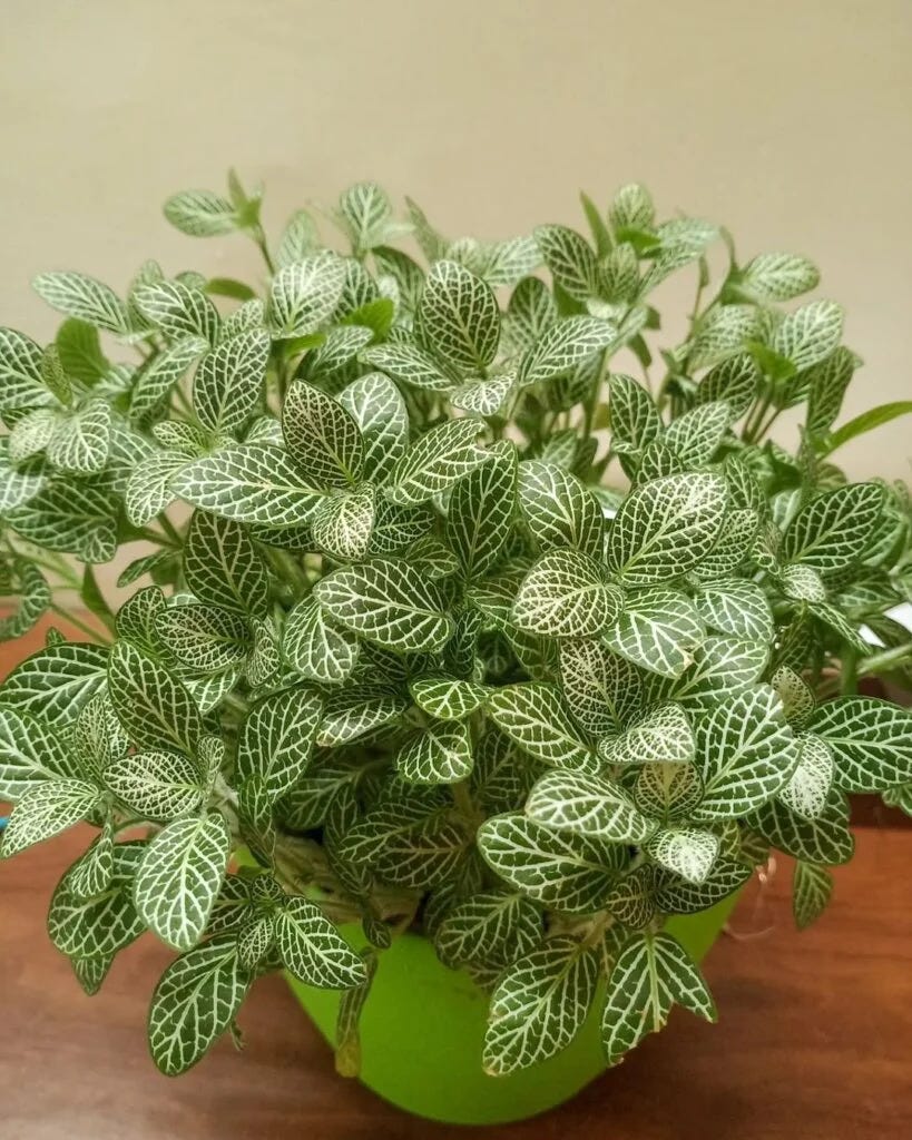 Jade Plant A Comprehensive Guide to Growing and Caring for Crassula Jade Plant A Comprehensive Guide to Growing and Caring for Crassula