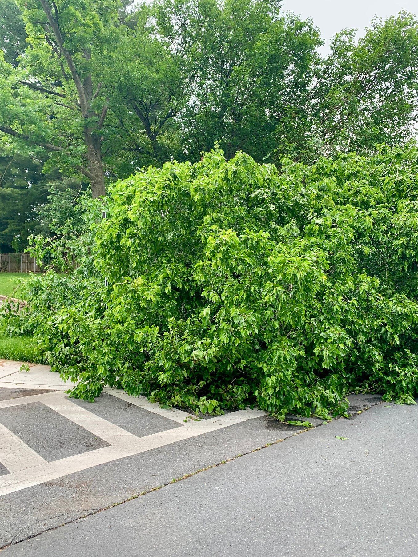 Thanks for your support, Pam! B.R. Shenoy Medium