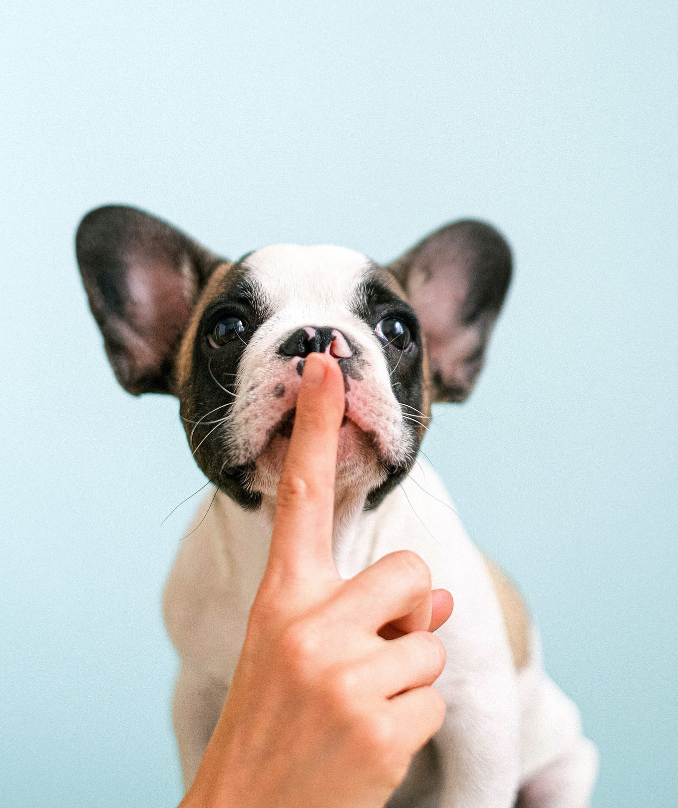 White and black French Bulldog with human’s index finger on its snout encouraging the dog to be quiet.
