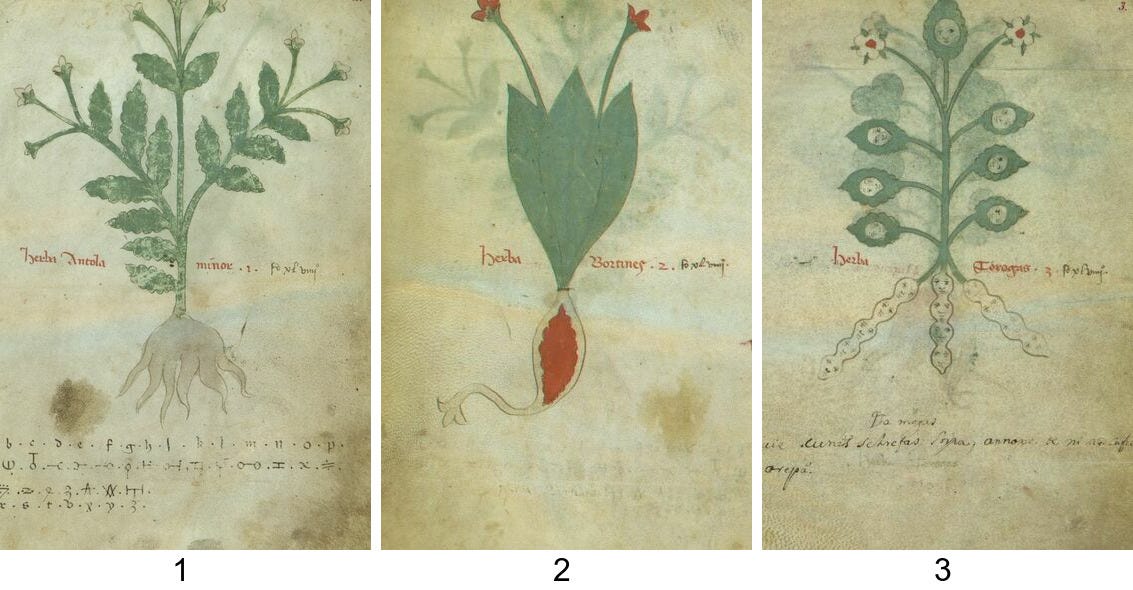 A transcription and translation of the so-called “Alchemical herbal”