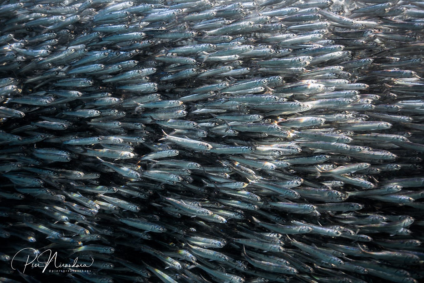 Diving Devil's Den: Florida's Gulf Coast, Part 2 — Deviating the Norm