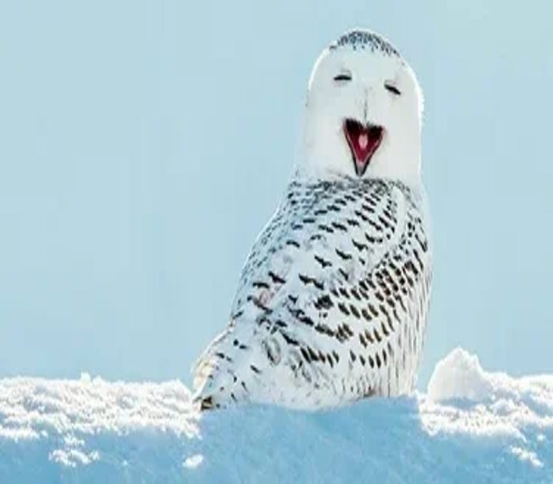 Are Owls Bad Luck? Common Myths And Superstitions Explained by Birds Of Prey Medium