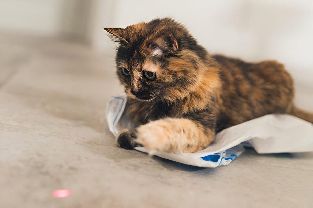 Can declawed cats climb?. Understanding the Impact of Declawing by