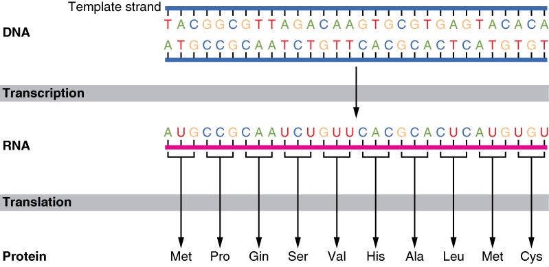 Translating Nucleic Acid Sequences to Amino Acid Sequences with Python ...