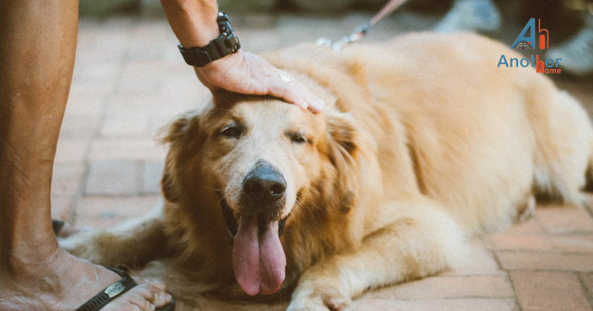 Pet Daycare Near Me — What to Look For by Another Home Oct, 2024