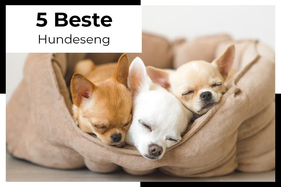 Hundeseng test: 5 komfortable senger til hund - Kjaptforklart - Medium