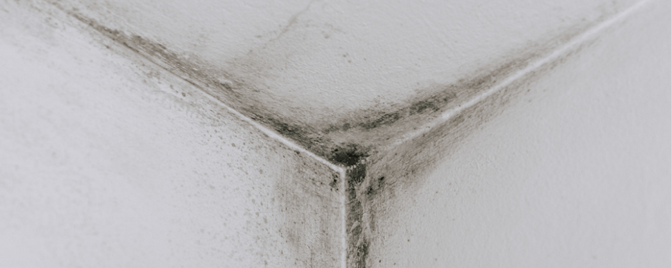 Damp & mould in rented housing who is responsible and what can you do