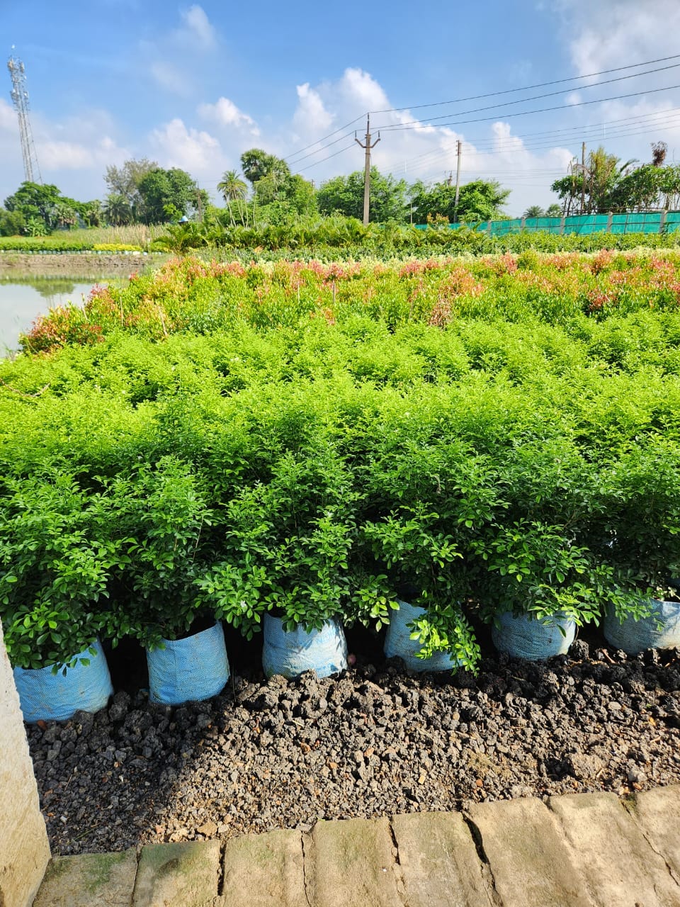 Which is Best Wholesale Plant Nursery in Saharanpur? by Rahul Saini