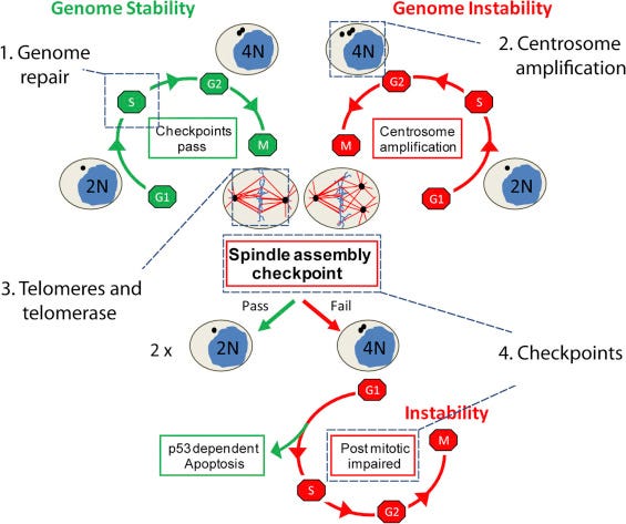Genomic Instability and Mutations